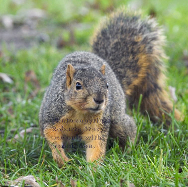 fox squirrel walking through grass