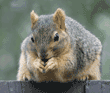 fox squirrel eating sunflower seeds