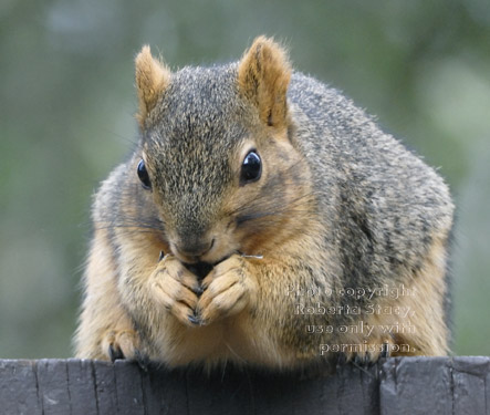 fox squirrel eating sunflower seeds