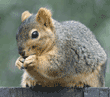 fox squirrel eating sunflower seeds