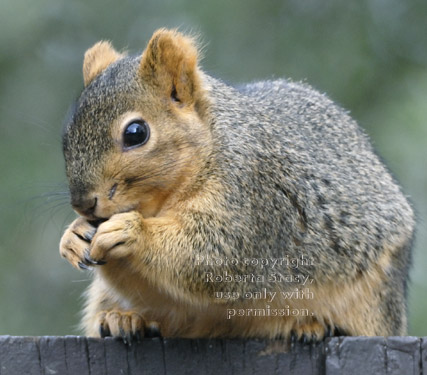 fox squirrel eating sunflower seeds