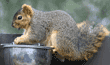 fox squirrel on birdseed bowl