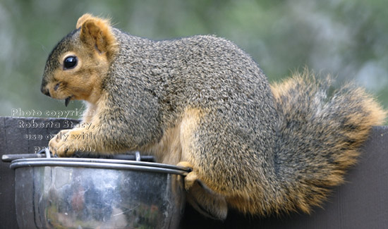 fox squirrel on birdseed bowl