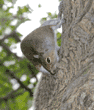 eastern gray squirrel on tree