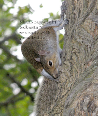 eastern gray squirrel on tree