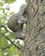 eastern gray squirrel on tree