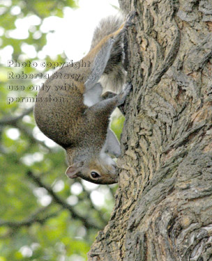 eastern gray squirrel on tree