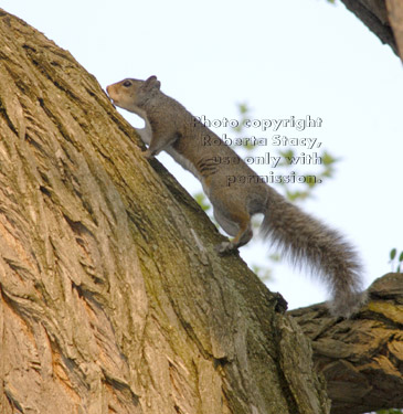 eastern gray squirrel going up tree