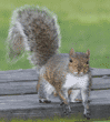 eastern gray squirrel on picnic table