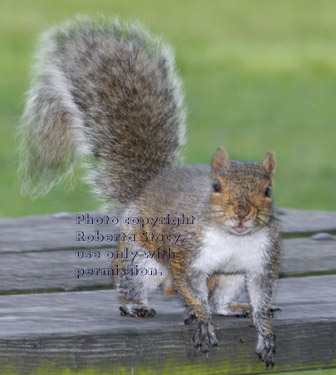 eastern gray squirrel on picnic table