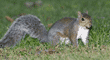 eastern gray squirrel in grass with acorn