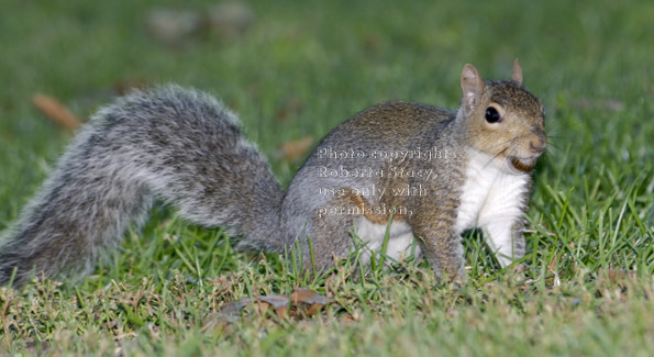 eastern gray squirrel in grass with acorn