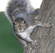 eastern gray squirrel on tree looking at camera