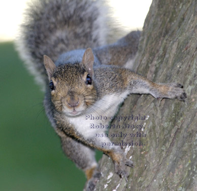 eastern gray squirrel on tree looking at camera