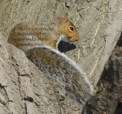 eastern gray squirrel sitting in tree