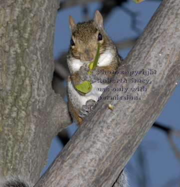 eastern gray squirrel on tree branch with food