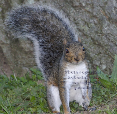 eastern gray squirrel sitting on the ground