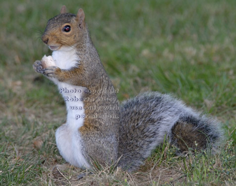 eastern gray squirrel ready to eat