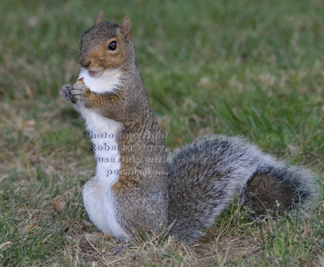 eastern gray squirrel standing and holding food