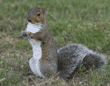 eastern gray squirrel standing on lawn