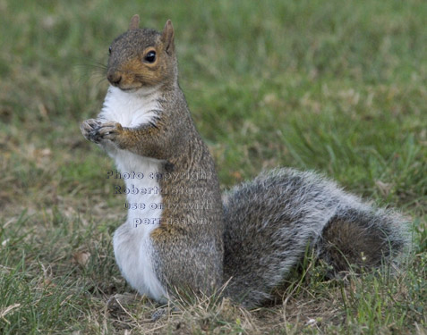 eastern gray squirrel standing on lawn