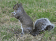 eastern gray squirrel standing on the grass