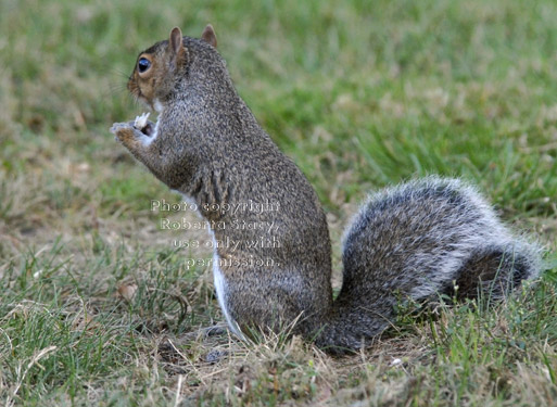 eastern gray squirrel standing on the grass