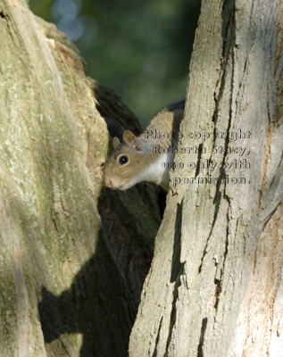 eastern gray squirrel on tree