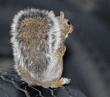 rear view of eastern gray squirrel sitting on tire