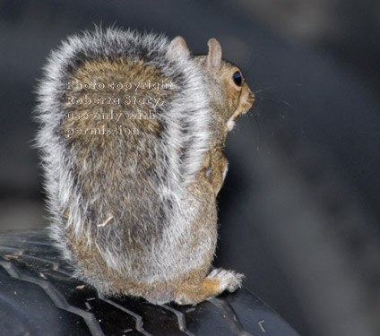 rear view of eastern gray squirrel sitting on tire