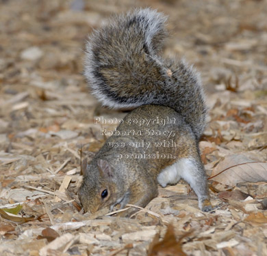 eastern gray squirrel burying nut