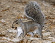 eastern gray squirrel standing with acorn in mouth