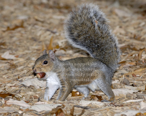 eastern gray squirrel standing with acorn in mouth