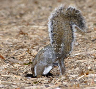 rear view of eastern gray squirrel burying acorn