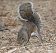 eastern gray squirrel covering buried acorn