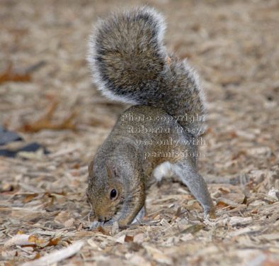 eastern gray squirrel covering buried acorn