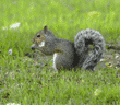 eastern gray squirrel