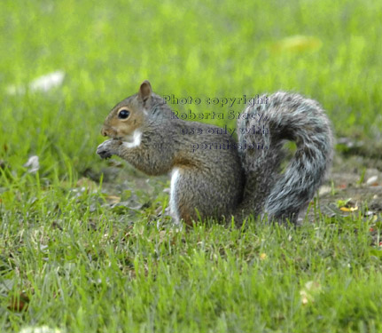 eastern gray squirrel