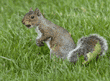 eastern gray squirrel with an acorn in its mouth