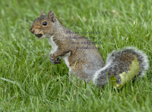 eastern gray squirrel with an acorn in its mouth