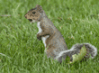 standing eastern gray squirrel with an acorn in its mouth