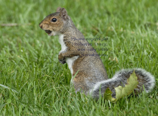 standing eastern gray squirrel with an acorn in its mouth