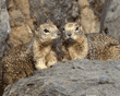 California ground squirrels