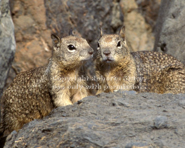 California ground squirrels