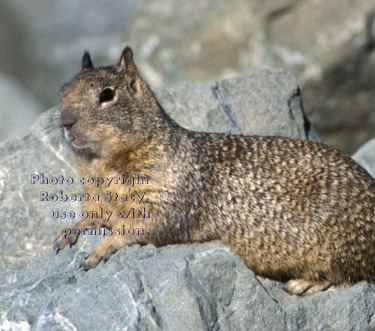 California ground squirrel