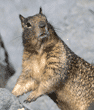 California ground squirrel