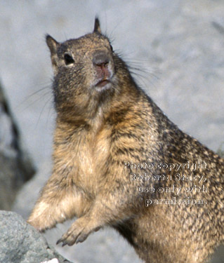 California ground squirrel