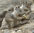 baby California ground squirrels