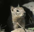 California ground squirrel