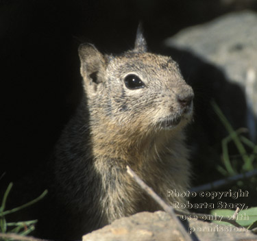 California ground squirrel